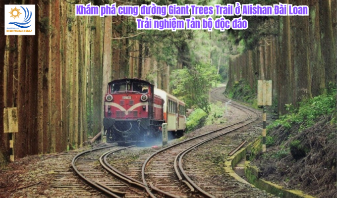 Khám phá cung đường Giant Trees Trail ở Alishan Đài Loan: Trải nghiệm Tản bộ độc đáo